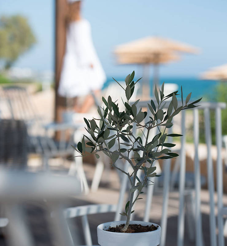 Cactus Bay table decoration